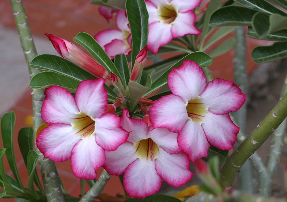 Adenium obesum