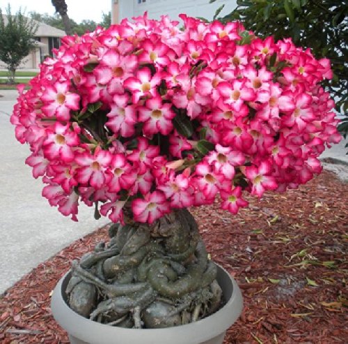 Adenium obesum