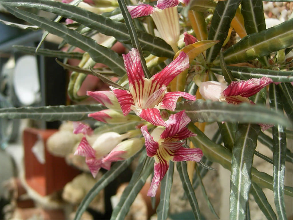 Adenium-somalense-var.-crispum