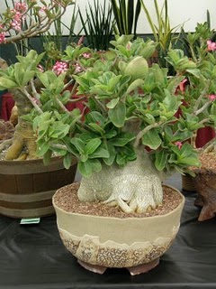 Adenium