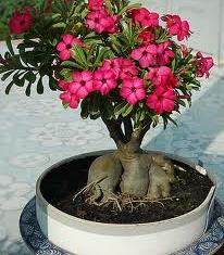 Adenium