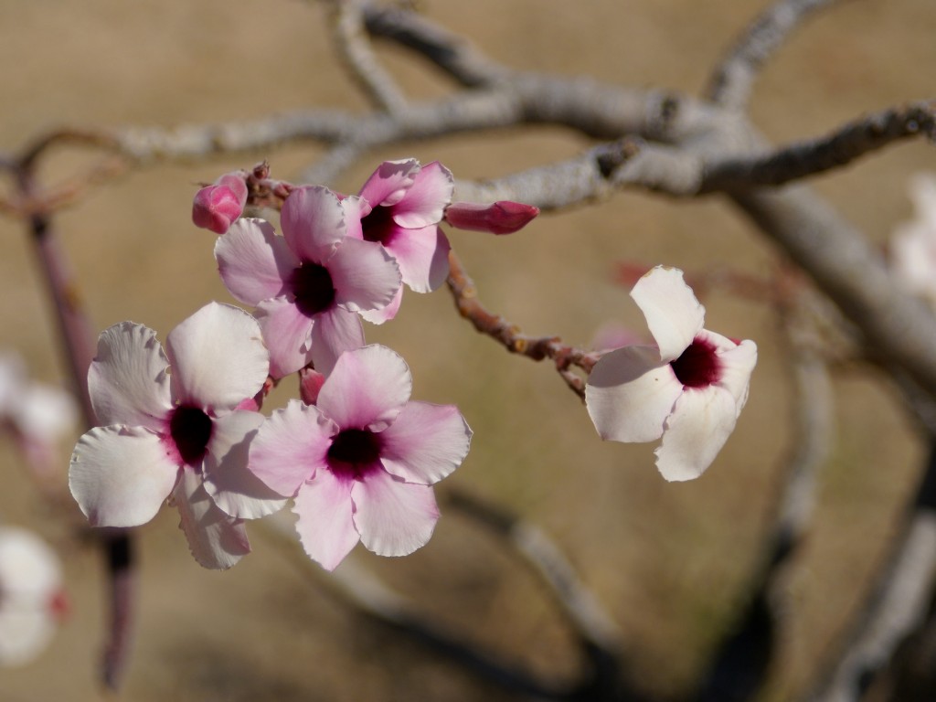 Adenium_boehmianum