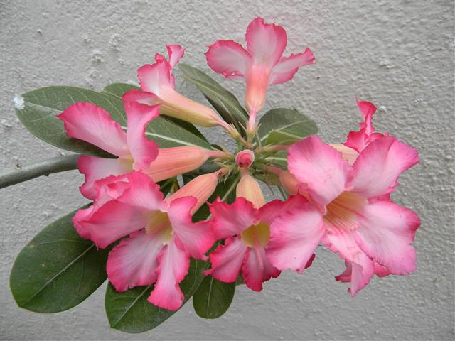 Adenium_obesum