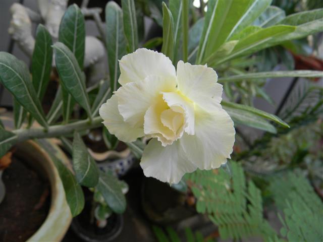 Adenium_obesum