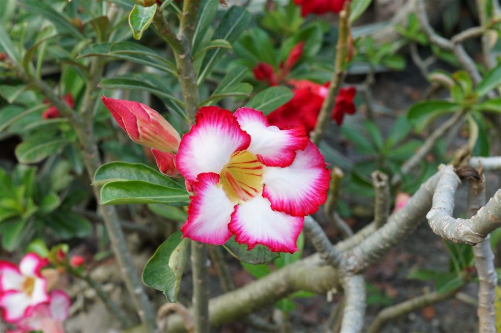 Adenium_obesum