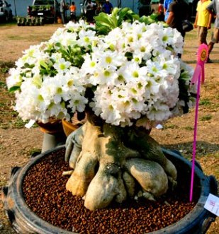 Bonsai Plant on Rosa Do Deserto      Adenium Obesum    Plantasonya   O Seu Blog Sobre