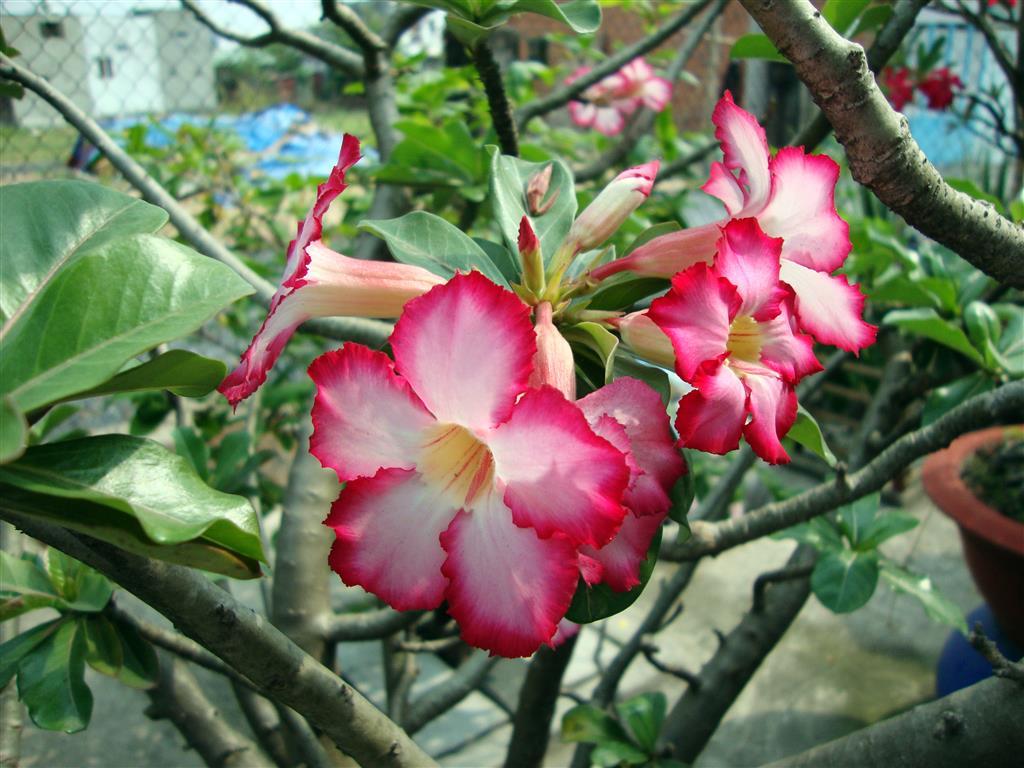 Adenium_obesum_