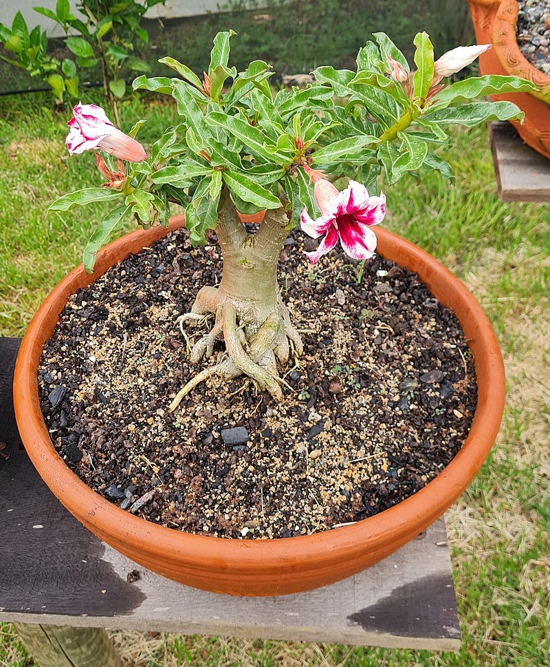 Adenium_obesum_173236823