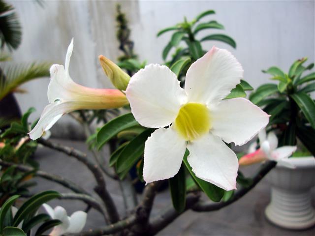 Adenium_obesum_(5) 