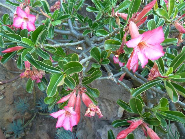 Adenium swazicum