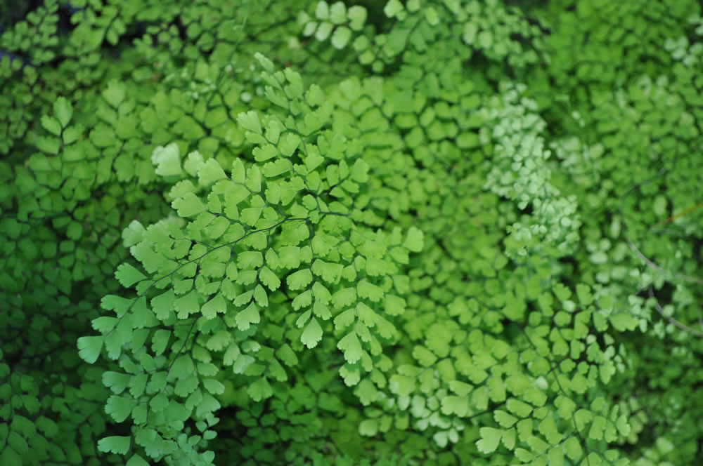 Adiantum-capillus-veneris