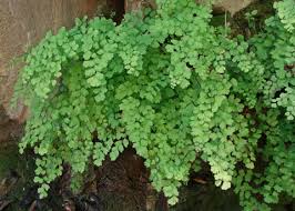 Adiantum capillus-veneris,