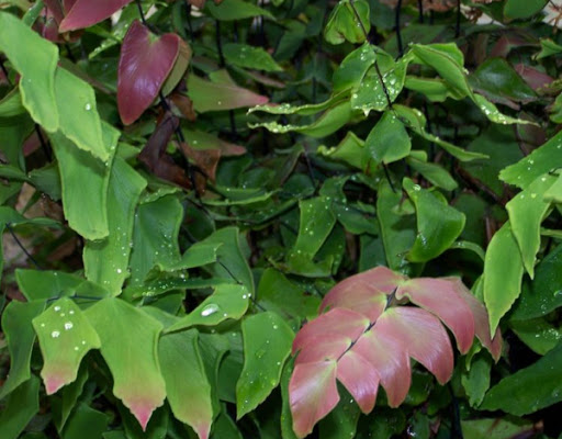 Adiantum macrophyllum