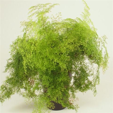 Adiantum microphyllum