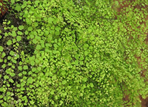 Adiantum microphyllum