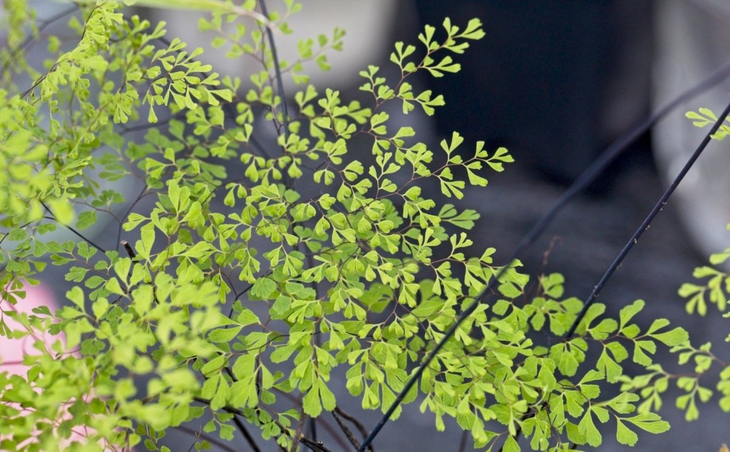 Adiantum microphyllum