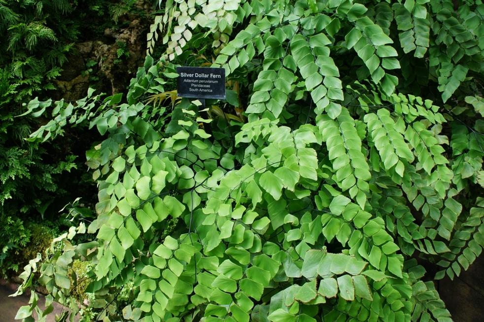 (Adiantum peruvianum)