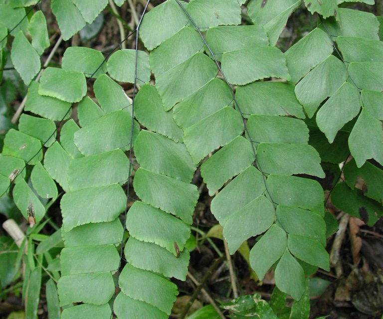 Adiantum peruvianum