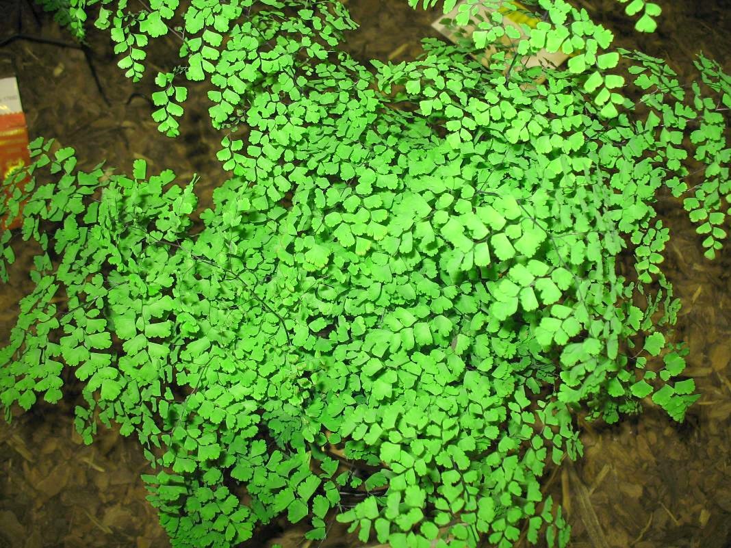 Adiantum raddianum '