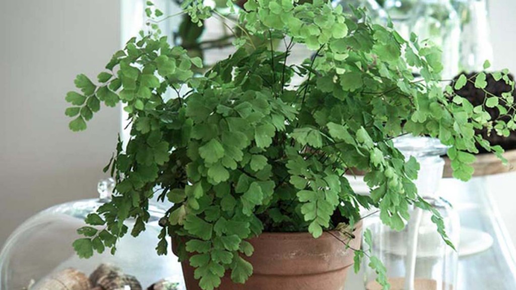 Adiantum raddianum