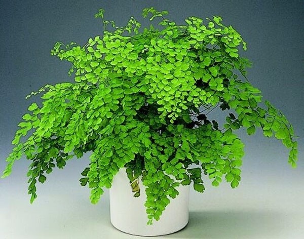 Adiantum raddianum