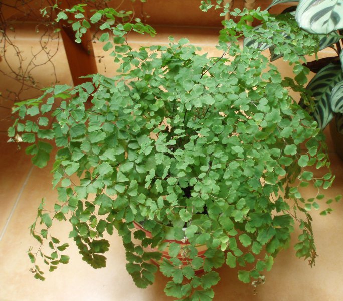 Adiantum radianum