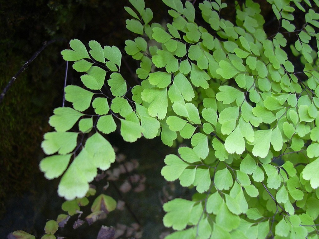 Adiantum radianum