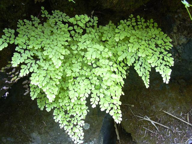 Adiantum radianum2