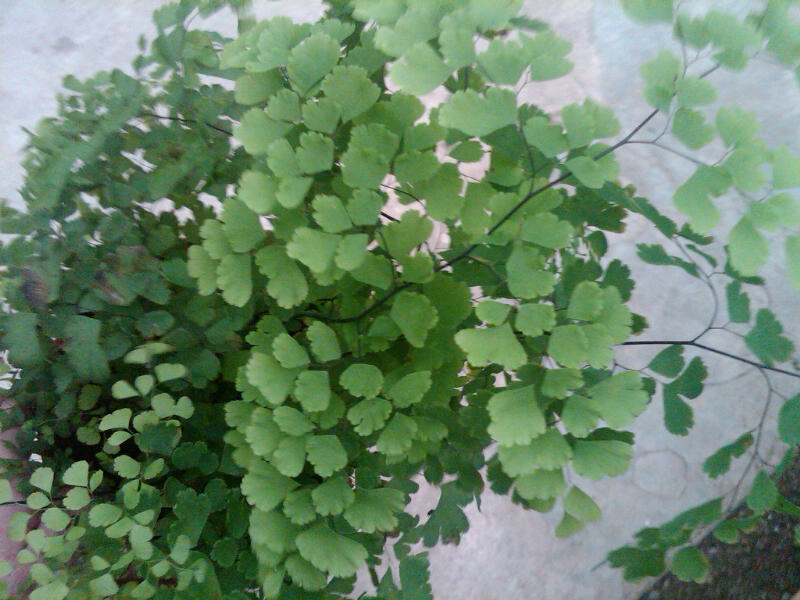 Adiantum sp