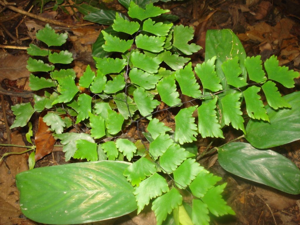 Adiantum subcordatum