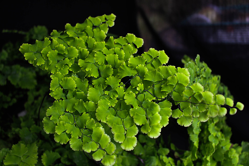 Adiantum tenerum)