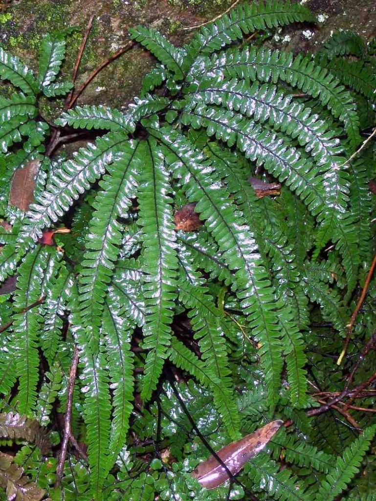 Adiantum_Chatswood_west