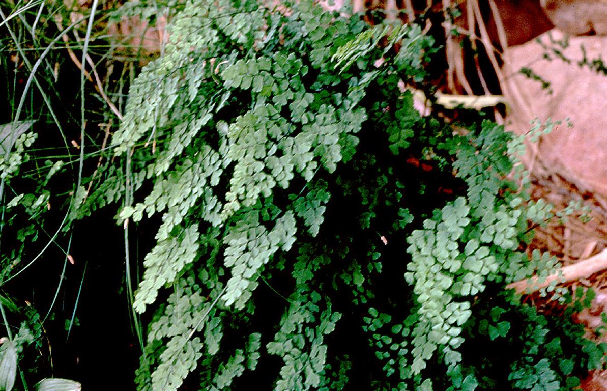 Adiantum_capillus-veneris 