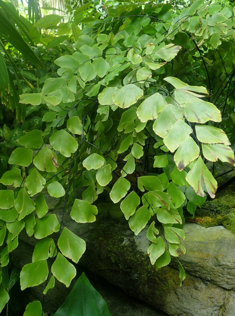 Adiantum_peruvianum