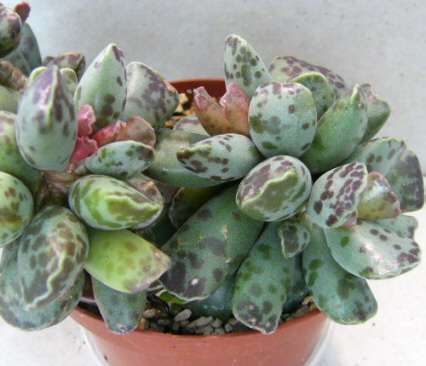 Adromischus maculatus