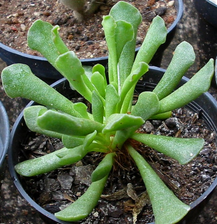 Adromischus_cristatus_001