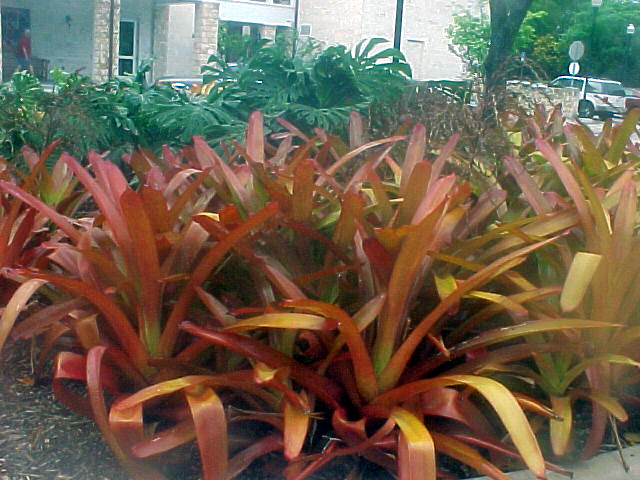 Aechmea Blanchetiana