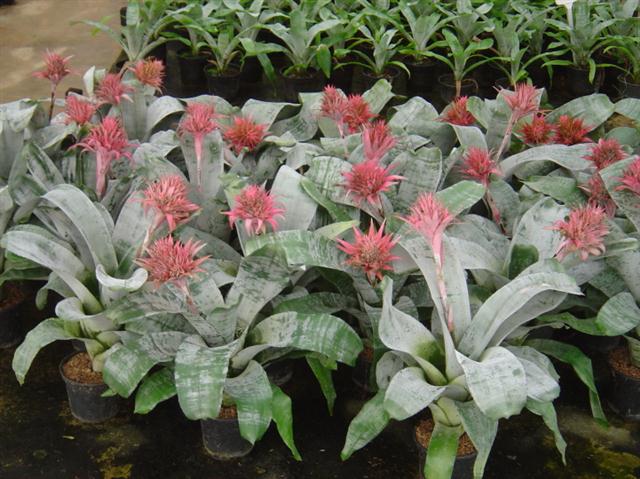 Aechmea Fasciata