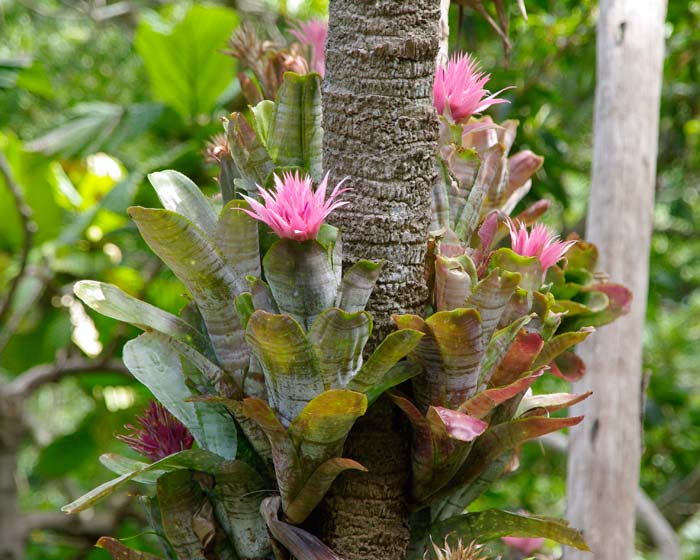 Aechmea-Fasciata-15