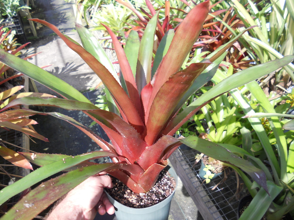 Aechmea Lueddemanniana