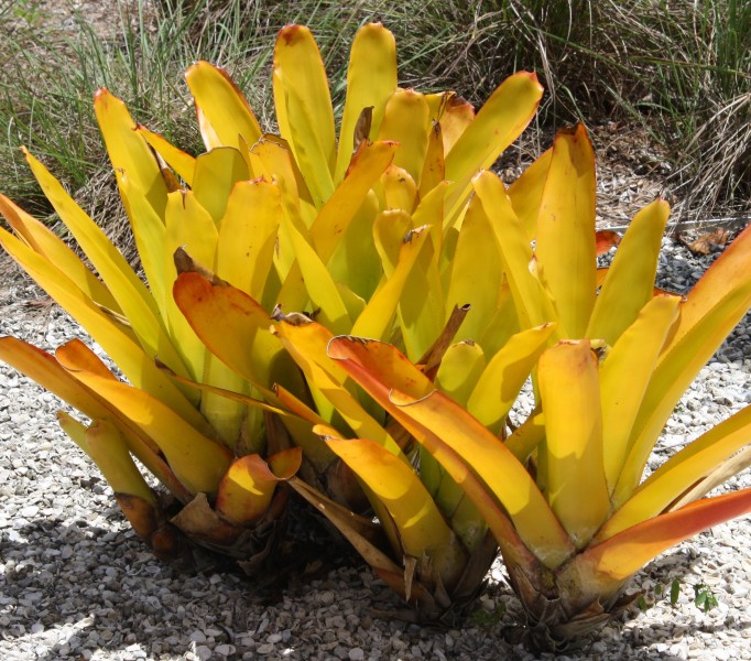 Aechmea-blanchetiana