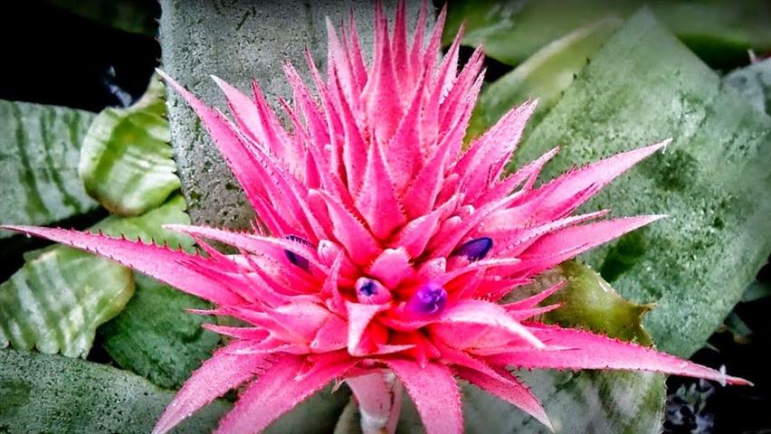 Aechmea fasciata