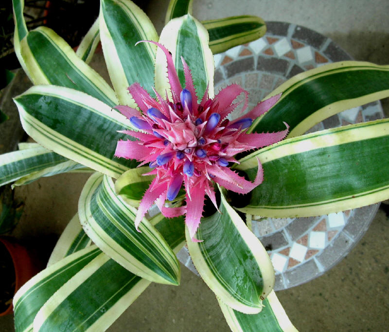 Aechmea-fasciata 222