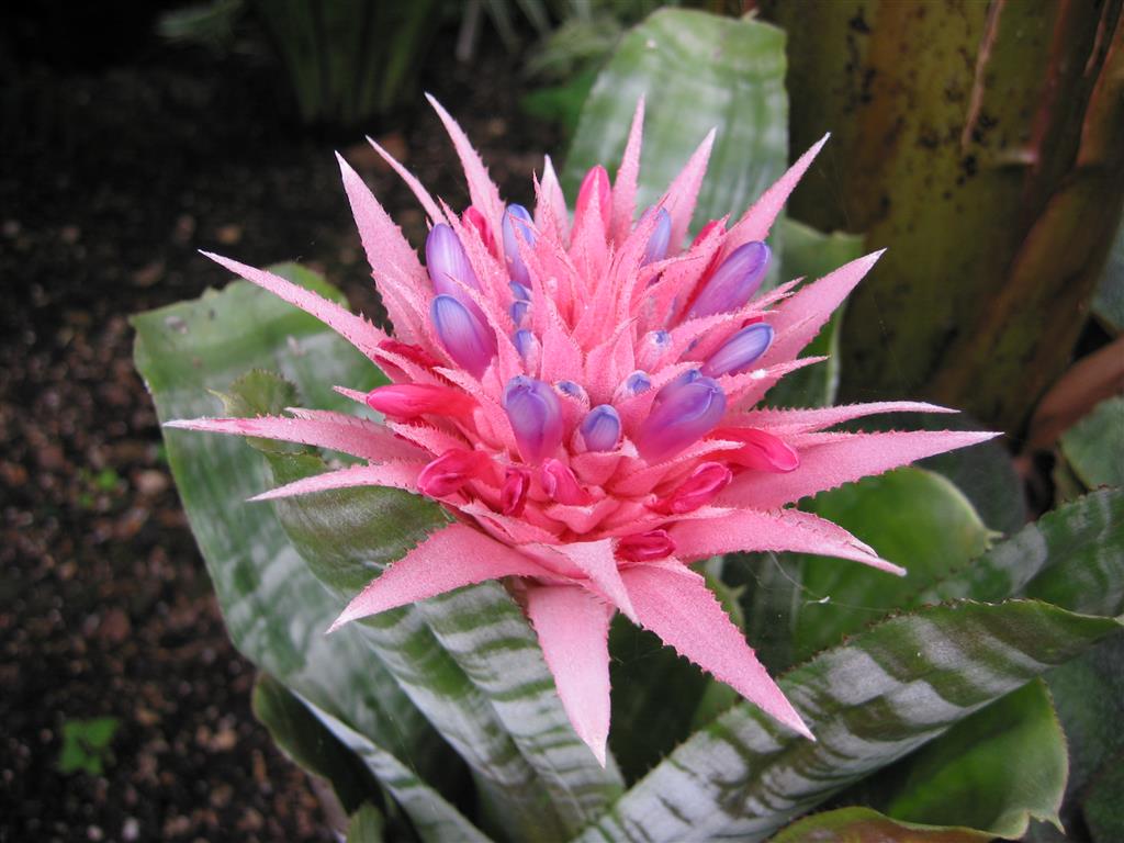 Aechmea fasciata 