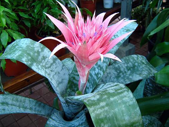 Aechmea fasciata