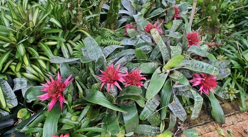 Aechmea-fasciata