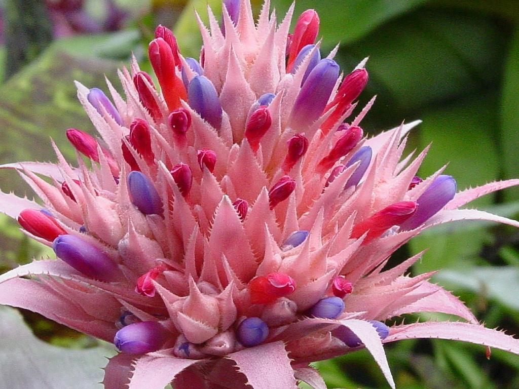 Aechmea fasciata1