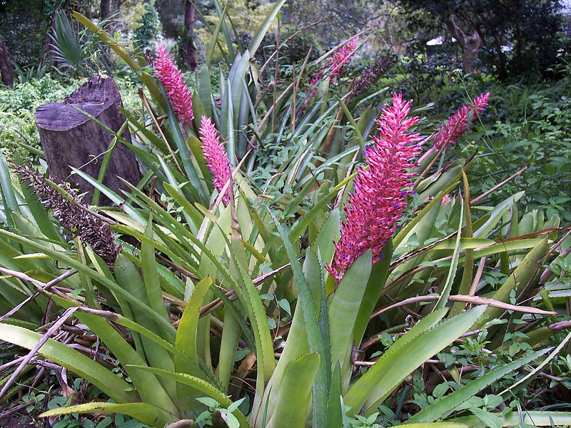 Aechmea_disticantha_