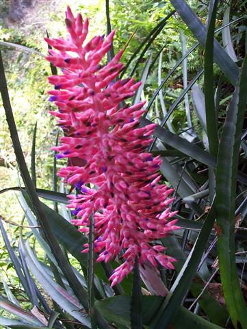 Aechmea_distichantha_001