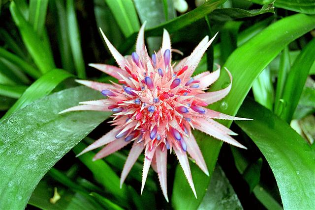 Aechmea_fasciata